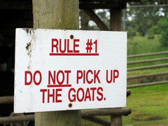 goats.jpg