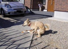 interspecies-rape.jpg