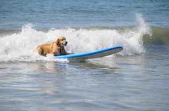 Surfing-Dog.jpg