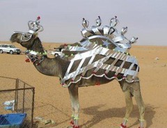 camelbeaut.jpg