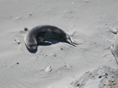 seal-pup.jpg