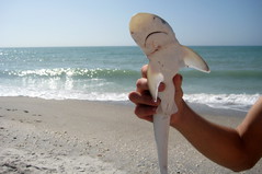 Shark sand held in hand.jpg