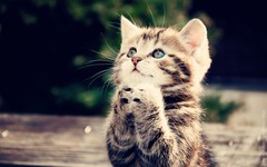 Cat-Cute--33440930-1280-800.jpg