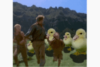 ducks. chase family.gif