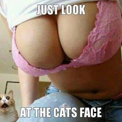 almscats.jpg