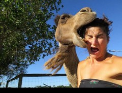 camel_kiss-needs edited.jpg