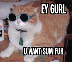 cat6.jpg