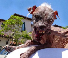 evil-dog.jpg
