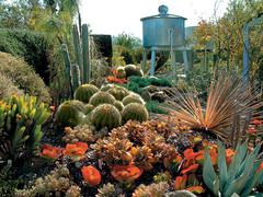 cactus-garden-k.jpg