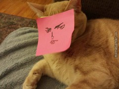 cat5.jpg