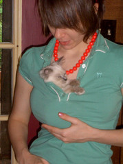 Cat in boobs.jpg