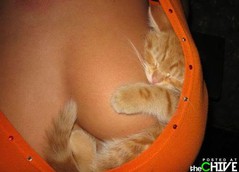 kitten-sweater.jpg kitten-sweater.jpg