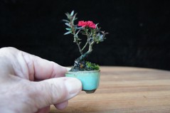 beautiful-plants-.jpg