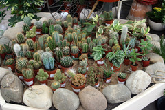 Cactus-plants..jpg