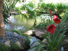 Cardiff_ SRF_Lily_pond.jpg