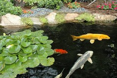 Cardiff_SRF_Koi pond.jpg