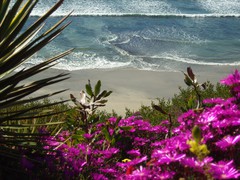 Cardiff Ice plants as viewed at SRF.jpg