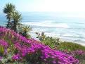 Ice plants 2.jpg