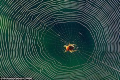 Spider web.jpg