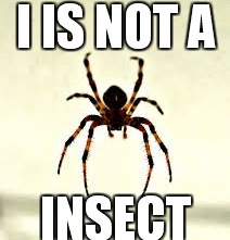i is not a spider.jpg