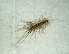 housecentipede2.jpg