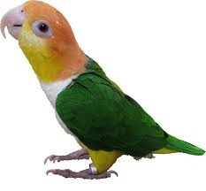 image.jpg