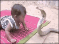 baby cobra.gif