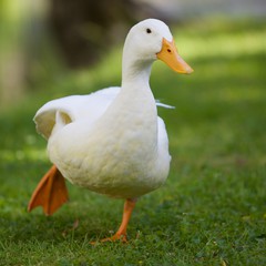 duck,_stretching.jpg
