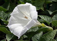 datura_.jpg