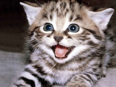 FuckAlms pussy.jpg