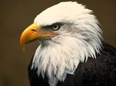 Bald eagle.jpg