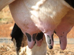 Cow udders.jpg