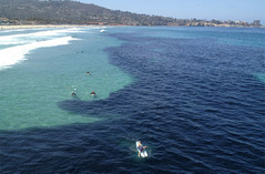 anchovies massive-school-of--670.jpg anchovies massive-school-of--670.jpg