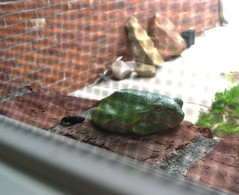 windowfrog.JPG