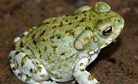 Sonara desert toad.jpg