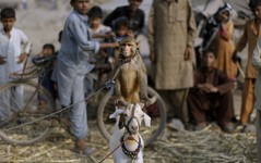 Goat with monkey.JPG