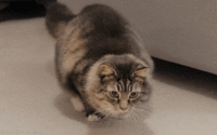 1406171577207.gif