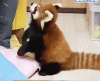 y8frpUv.gif