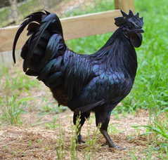 chicken-1.png