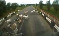 1410206938518.gif