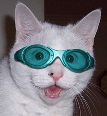 Cat.jpg