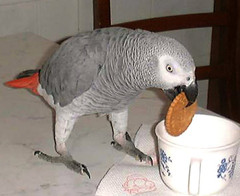 african-grey-parrot.jpg