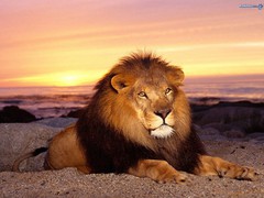 Lion male-jpg exte.jpg