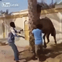 nggrsvscamel.gif