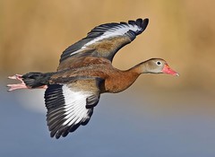 800px-Whistling_duck_flight02_-_natures_pics-edit1.jpg