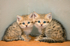 ZOO Sand Cat Kittens pair new born.jpg