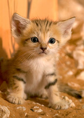 Zoo San Cat Kittens1.jpg