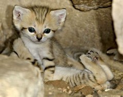 zoo sand kitten 3.jpg