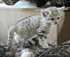 zoo kitten 4.jpg