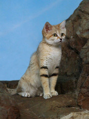 SandCat12.jpg